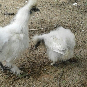 4 5 6 ayliq qizili ve gumusu sbraytlar,aqpapaq holland balscalardan, k