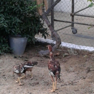 4 5 6 ayliq qizili ve gumusu sbraytlar,aqpapaq holland balscalardan, k