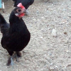 Yaponka ailə. 1 xoruz + 2 fərə. Xoruz çox qeyri-adi sortdur. Pipiyi 5