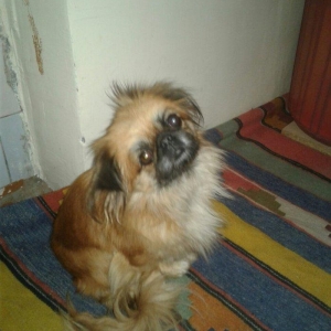 Seher sekide it tapilibdi pikines cins kimindise eger elaqe saxlasin v