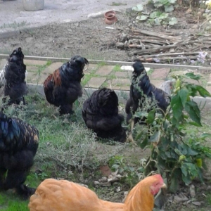 brama xoruzları 6 aylıq koxinxin palivıda var ikidənə xoruz müxtəlif q