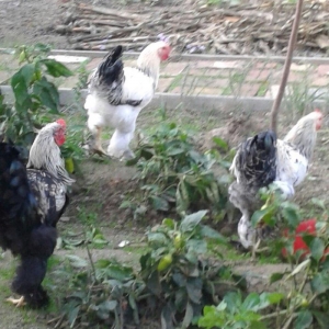 brama xoruzları 6 aylıq koxinxin palivıda var ikidənə xoruz müxtəlif q