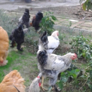 brama xoruzları 6 aylıq koxinxin palivıda var ikidənə xoruz müxtəlif q