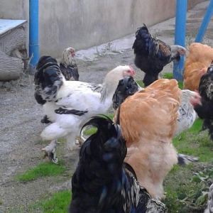 brama xoruzları 6 aylıq koxinxin palivıda var ikidənə xoruz müxtəlif q