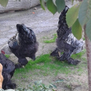 brama xoruzları 6 aylıq koxinxin palivıda var ikidənə xoruz müxtəlif q