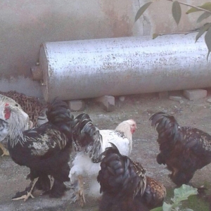 brama xoruzları 6 aylıq koxinxin palivıda var ikidənə xoruz müxtəlif q