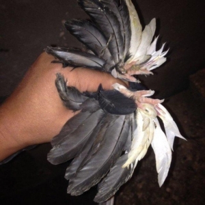 5 eded lelekli çekilli hazır bala veren quşlar 50 manat tam sağlam