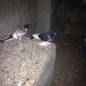 5 eded lelekli çekilli hazır bala veren quşlar 50 manat tam sağlam