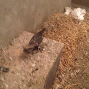 5 eded lelekli çekilli hazır bala veren quşlar 50 manat tam sağlam