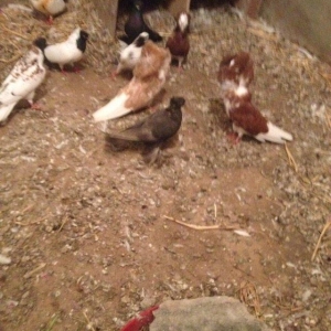 5 eded lelekli çekilli hazır bala veren quşlar 50 manat tam sağlam