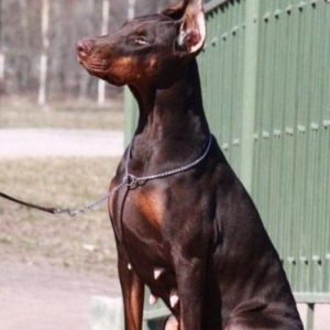 Radaslovonnu Doberman. Şəkildəki bala Dobermanın Sifarişi mümkündür. S