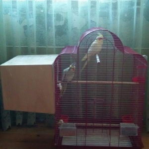 Salam 2 karella hec bir problemi yoxu çütleşen vaxtlardi qefesnen bir