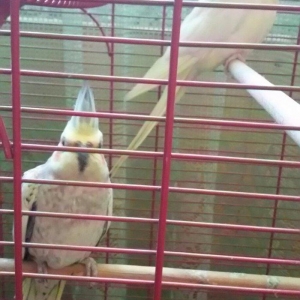 Salam 2 karella hec bir problemi yoxu çütleşen vaxtlardi qefesnen bir