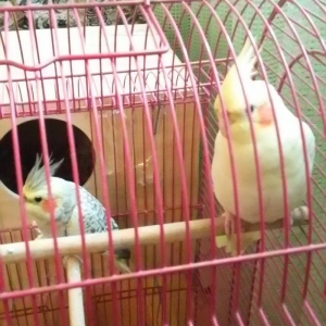 Salam 2 karella hec bir problemi yoxu çütleşen vaxtlardi qefesnen bir