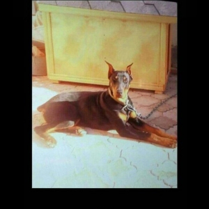 Doberman erkekdi.1 yaw 4 ayliq saglamdir.Temiz cinsdir qatiwigi yoxdur