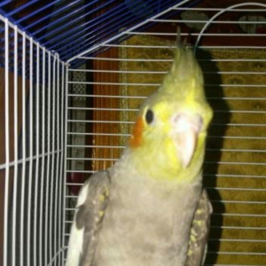 satıram ve yaxud baterde ederem Korella dısı ıle 11aylıq Korella erkek