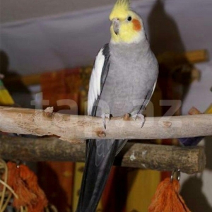 satıram ve yaxud baterde ederem Korella dısı ıle 11aylıq Korella erkek