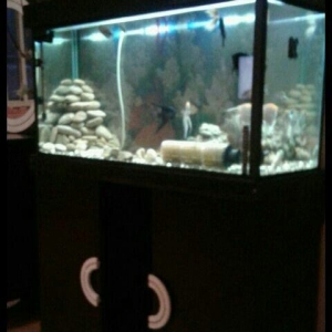 papuqay dovwan ucin qefes yaxsi veziyyetdedi real aliciya cuzi endirim