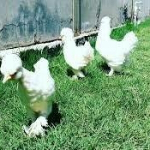 SALAM SULTAN SATIRAM AĞ VE QARA SULTA İSTEYEM OLSA GELİB BAXI ALA BİLE