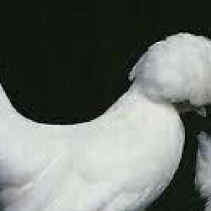 SALAM SULTAN SATIRAM AĞ VE QARA SULTA İSTEYEM OLSA GELİB BAXI ALA BİLE