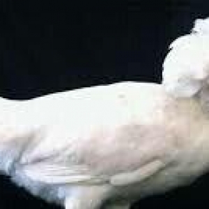 SALAM SULTAN SATIRAM AĞ VE QARA SULTA İSTEYEM OLSA GELİB BAXI ALA BİLE