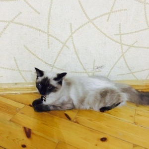 Продам в хорошие руки свою 11 месячную кошечку!! Приученая к лотку и к