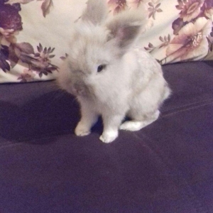 karlik dovsani erkekdir 2 yawi var ev dovsanidir temiz dovsandir terev