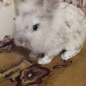 karlik dovsani erkekdir 2 yawi var ev dovsanidir temiz dovsandir terev