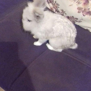 karlik dovsani erkekdir 2 yawi var ev dovsanidir temiz dovsandir terev