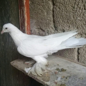 qizgin maya 16tuk ayagi welpe tukli.merdekan korpisinin yaninda olur q