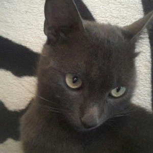 korat cinsi sotland pisiyide deyilir erkek 11 ayliq her ay muayneden k