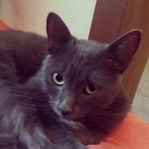 korat cinsi sotland pisiyide deyilir erkek 11 ayliq her ay muayneden k