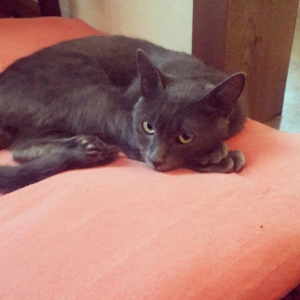 korat cinsi sotland pisiyide deyilir erkek 11 ayliq her ay muayneden k