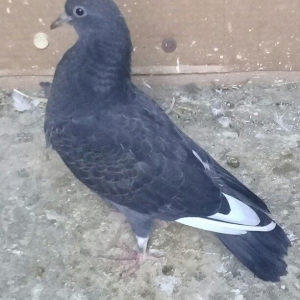 ag qanad bala teze den goturur.atasi anasi 4saat ucur.merdekan korpisi