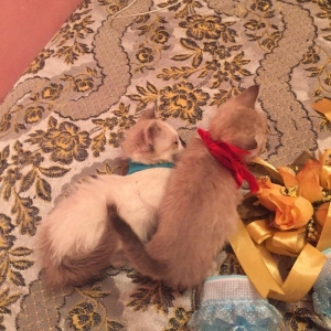 если будут хорошие люди то сделаю скидку,мальчик и девочка 