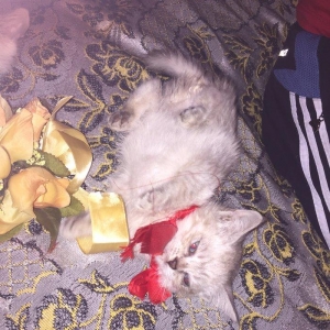 если будут хорошие люди то сделаю скидку,мальчик и девочка 