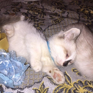 если будут хорошие люди то сделаю скидку,мальчик и девочка 