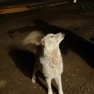 Xaski ile alabayın dönmesi erkeyi xaski 7 aylıqdı