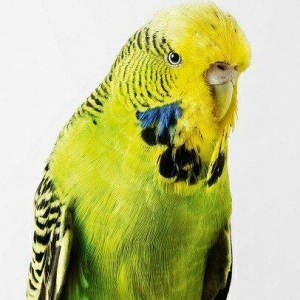 YASHIL RENGLI  ve ya spangle disi CEX papuqaylari aliram.  Maksimum 1