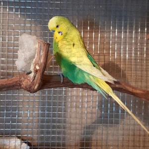 YASHIL RENGLI  ve ya spangle disi CEX papuqaylari aliram.  Maksimum 1