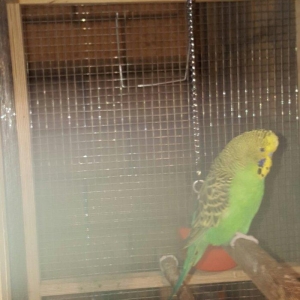 YASHIL RENGLI  ve ya spangle disi CEX papuqaylari aliram.  Maksimum 1