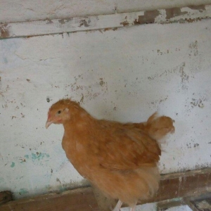 Buff orpington xoruz colpalar 3ayliq 30manata vaksina olunub cumaya