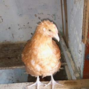 Buff orpington xoruz colpalar 3ayliq 30manata vaksina olunub cumaya