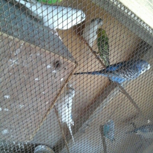 salam hamsn satram dene dene satmram 8 yuva iri qefesi metreyarm uzunu