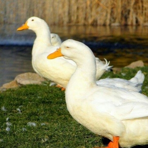 Pekin ordəyləri satılır. 6 aylıqdılar  hazırdılar. 3kq dan çox olar çə