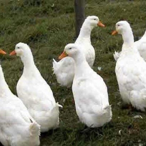 Pekin ordəyləri satılır. 6 aylıqdılar  hazırdılar. 3kq dan çox olar çə