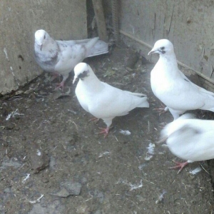 25 eded terkidme goyercin satilir. Optovoy. 85 manat. Tam saqlamdi. Te