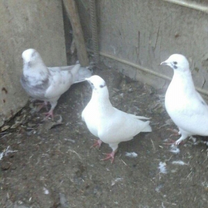 Terkidme 25 goyercin satilir. Tam saqlamdi. Optovoy 85manat. Tek tek 4