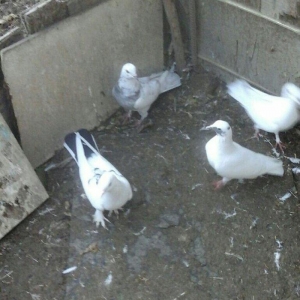 Terkidme 25 goyercin satilir. Tam saqlamdi. Optovoy 85manat. Tek tek 4