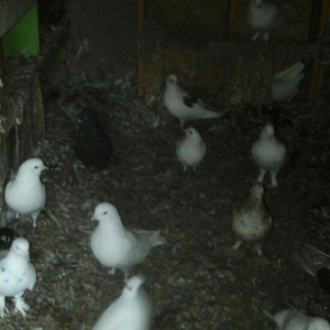 Terkidme 25 goyercin satilir. Tam saqlamdi. Optovoy 85manat. Tek tek 4